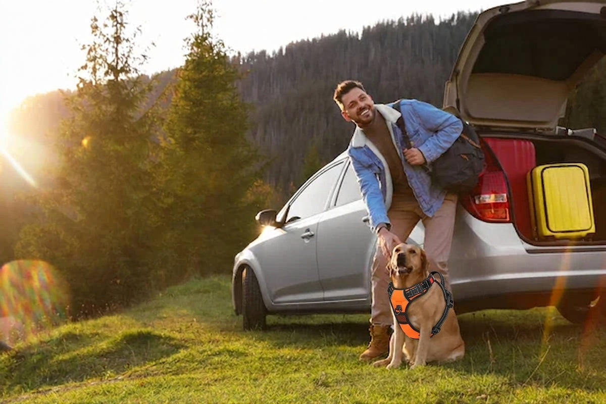 GOOD ANIMAL — Adventure Together