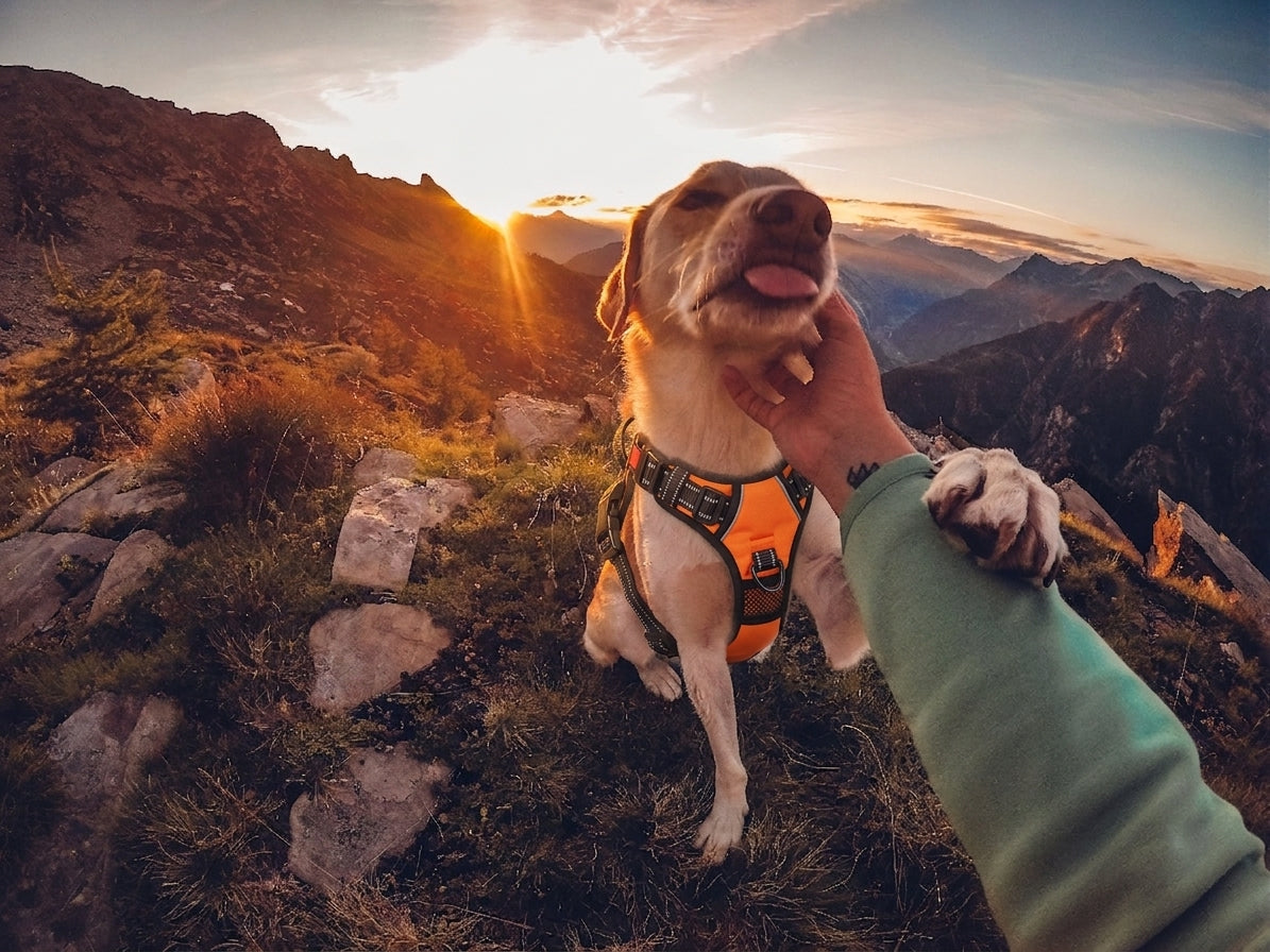 GOOD ANIMAL — Adventure Together